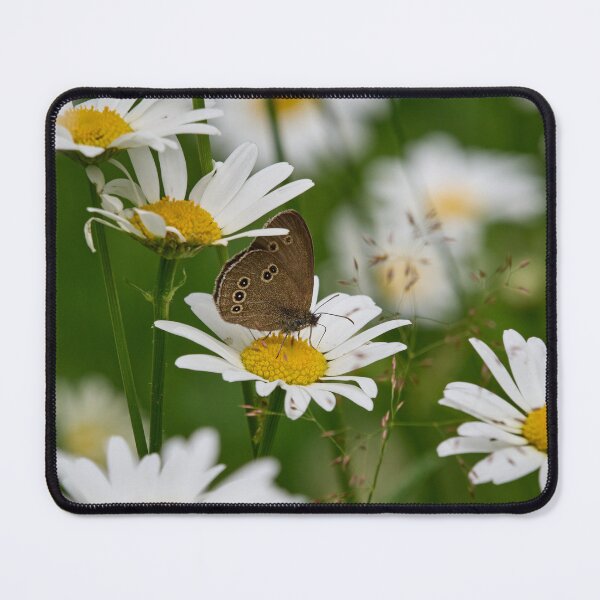 Item preview, Ringlet on a daisy designed and sold by Jouko Lehto Photography.