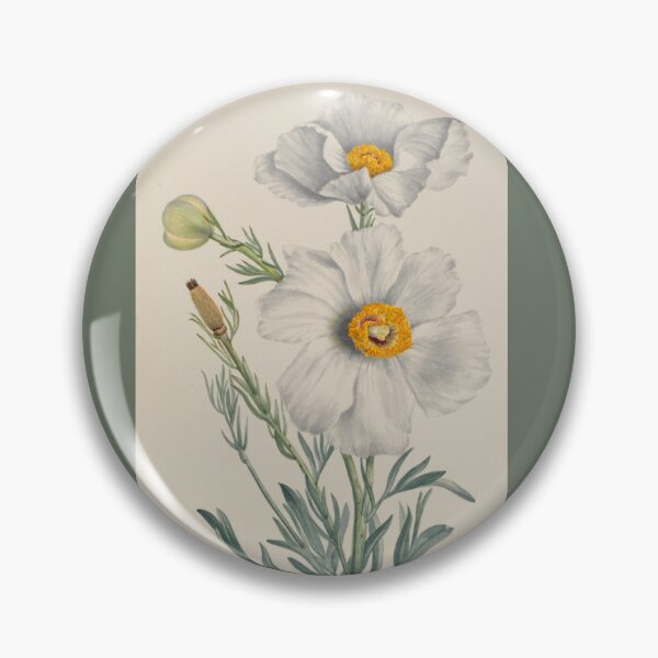 Item preview, Matilija Poppy, 1931. Mary Vaux Walcott designed and sold by MarigoldandLily.