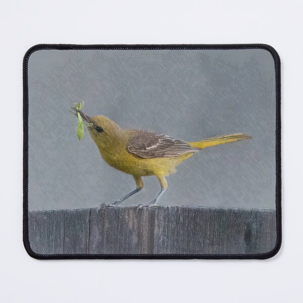 Item preview, Oriole With a Goodie designed and sold by CarolM.