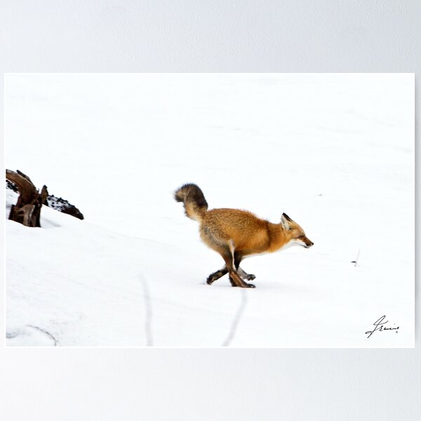 Item preview, Fox Trot 2 designed and sold by DigitallyStill.