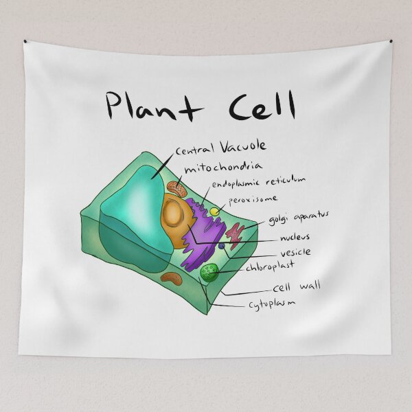 Aperçu de l'œuvre Cellule de plante créée et vendue par PurpleBallSTU.