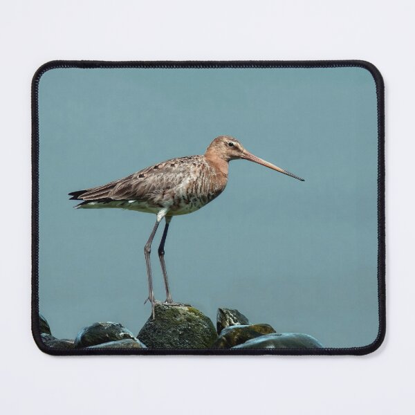 Item preview, The black-tailed godwit designed and sold by Tom McPherson Photography.