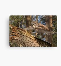 Run Forest Run Canvas Print