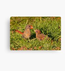 Female Cardinal and Late Brood Male Canvas Print