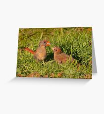 Female Cardinal and Late Brood Male Greeting Card