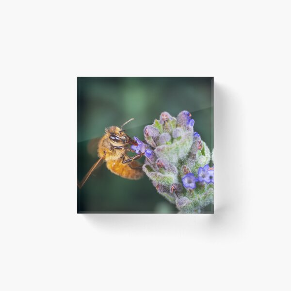 Item preview, Pollination designed and sold by TedmBinegas.
