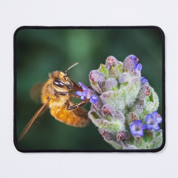 Item preview, Pollination designed and sold by TedmBinegas.