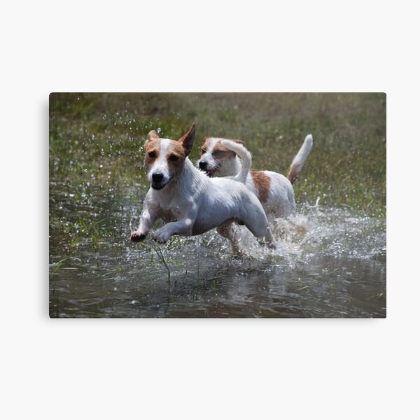 "Catch Me if You Can" Metal Print