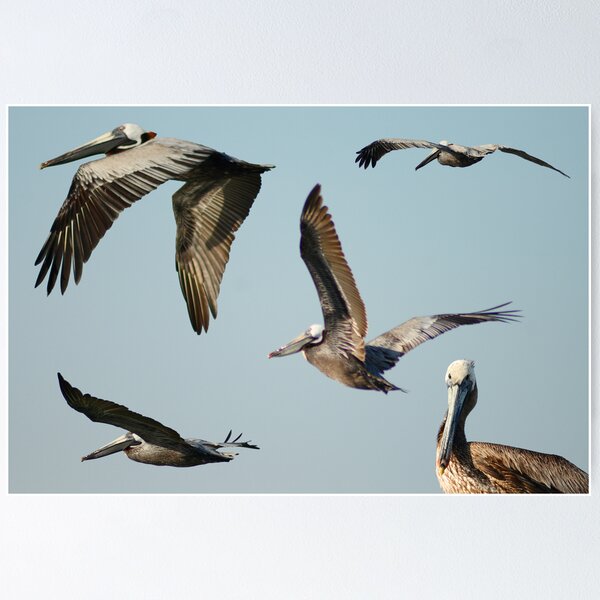 Item preview, The Pelican designed and sold by Virginia N. Fred.