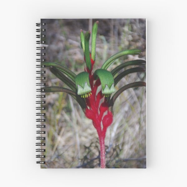 Item preview, Green Kangaroo Paw On Wireless Hill designed and sold by lezvee.