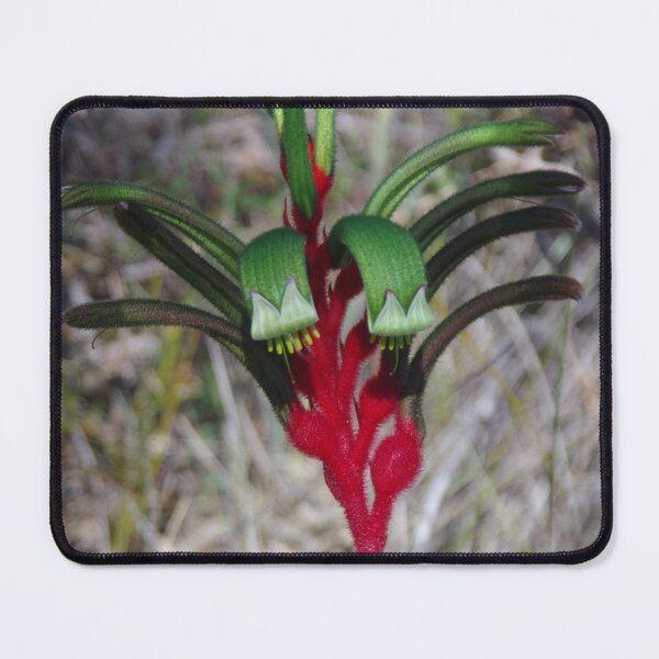 Item preview, Green Kangaroo Paw On Wireless Hill designed and sold by lezvee.