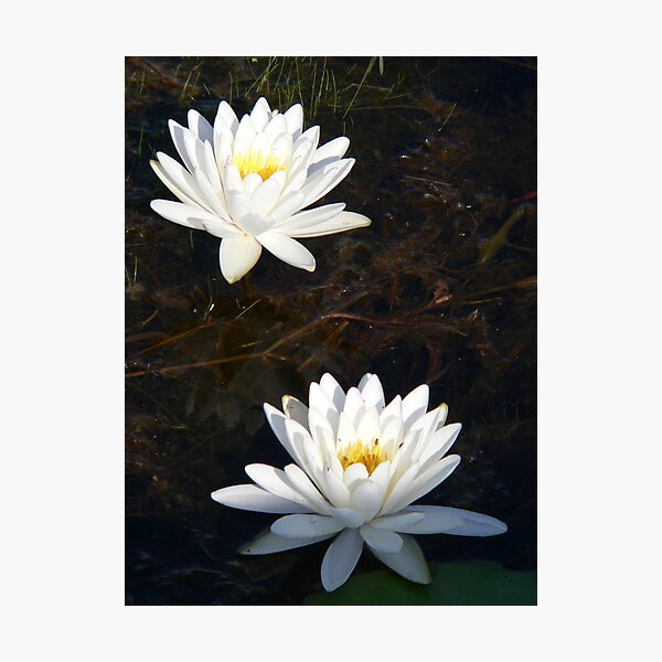 Item preview, Two Water Lilies designed and sold by WTBird.