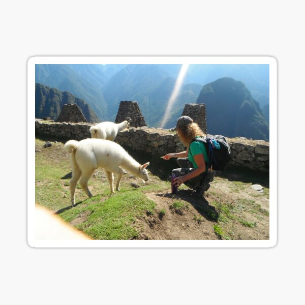 Item preview, There Goes Our Lunch - Feeding Llamas - Machu Picchu - Peru - South America designed and sold by exploramum.