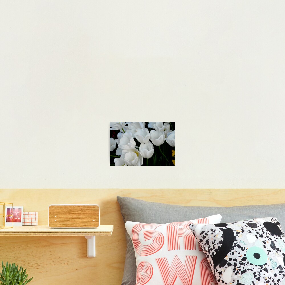 White Tulips Photographic Print