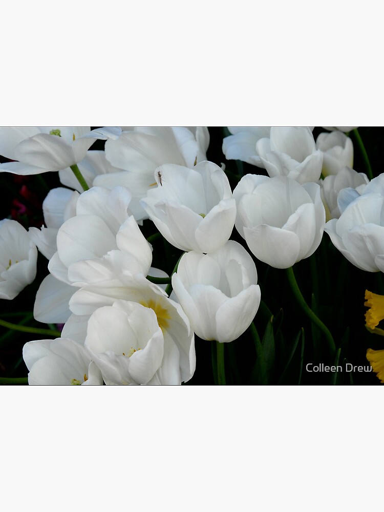 White Tulips by colgdrew