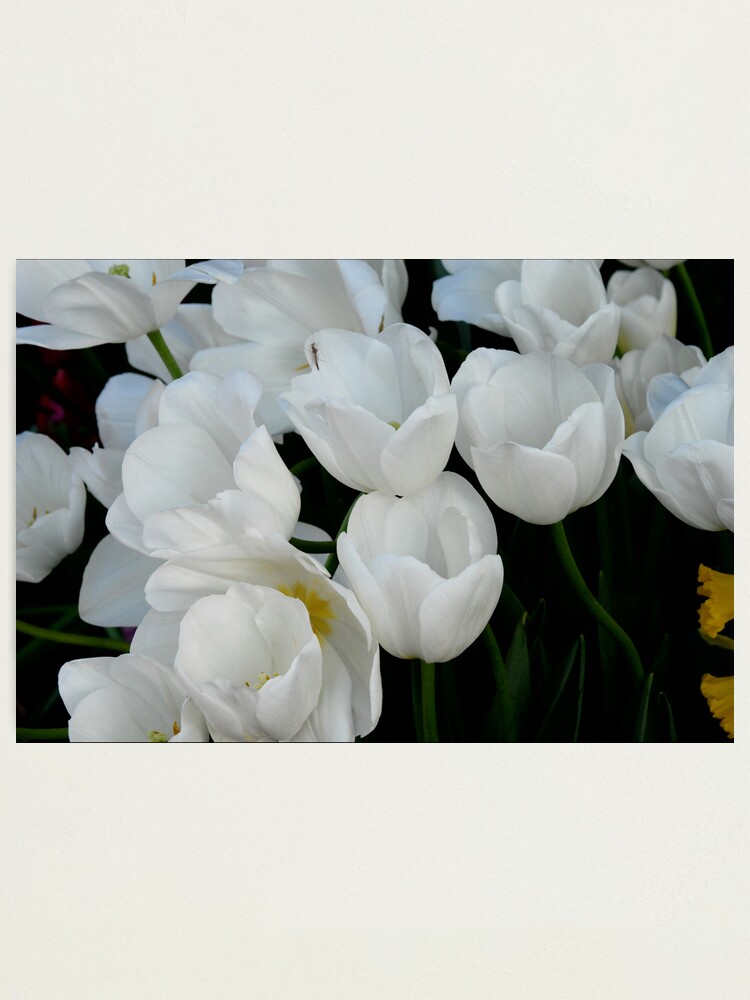 Alternate view of White Tulips Photographic Print