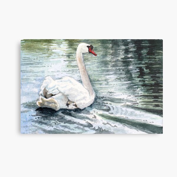 Gliding Gracefully, a Beautiful White Swan Watercolor so Peaceful Metal Print