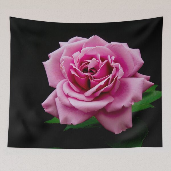 Item preview, Single Pink Rose designed and sold by ginawaltersdorf.