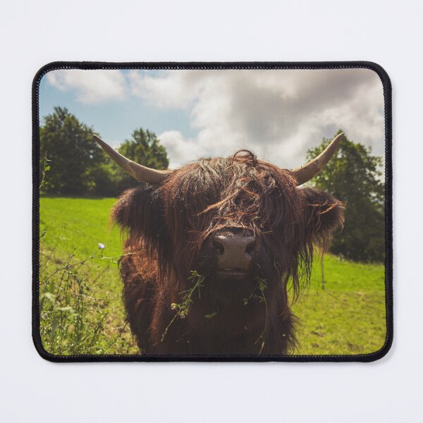 Item preview, Black highland cow grazing green field sun light designed and sold by Patrik Lovrin.