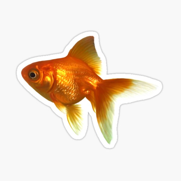 Artikel-Vorschau von Goldfisch-Aero-Aufkleber, designt und verkauft von ellanely.
