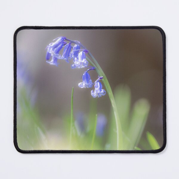 Item preview, Digital photograph of sunnlit bluebell with a soft focus designed and sold by SimonJohnson1.