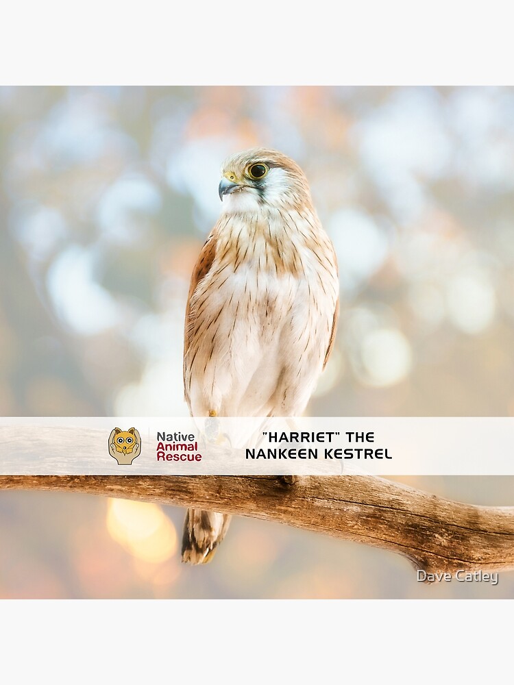 Thumbnail 2 of 2, Tote Bag, Harriet the Nankeen Kestrel, Native Animal Rescue designed and sold by MADCAT.