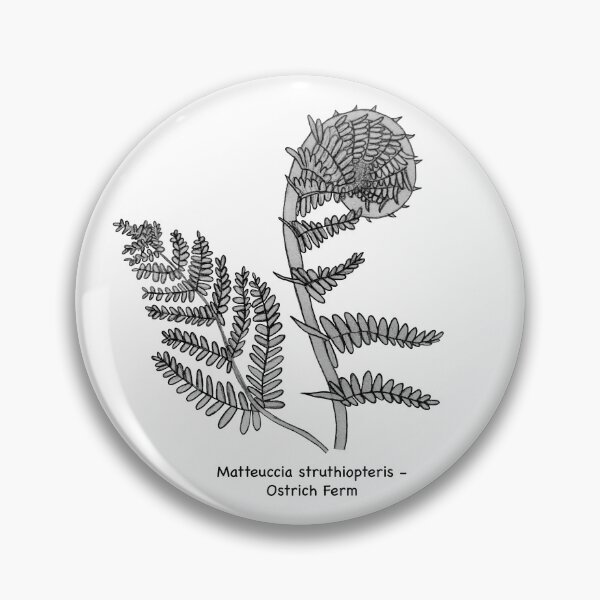 Item preview, Ostrich Fern - Matteuccia struthiopteris designed and sold by scarpacific.