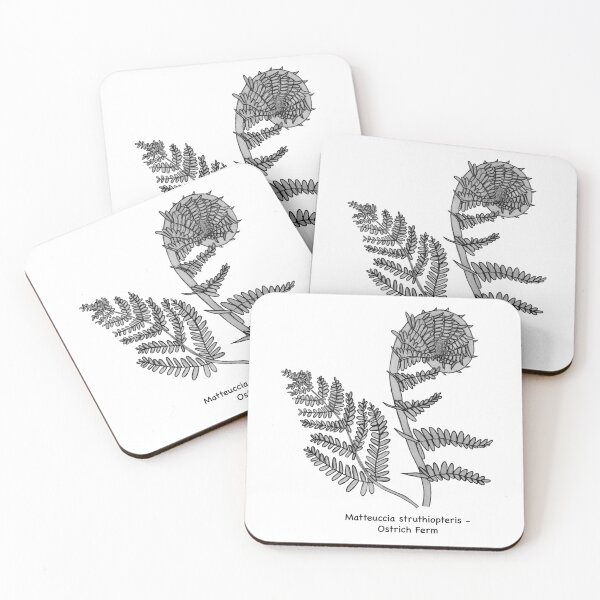 Item preview, Ostrich Fern - Matteuccia struthiopteris designed and sold by scarpacific.