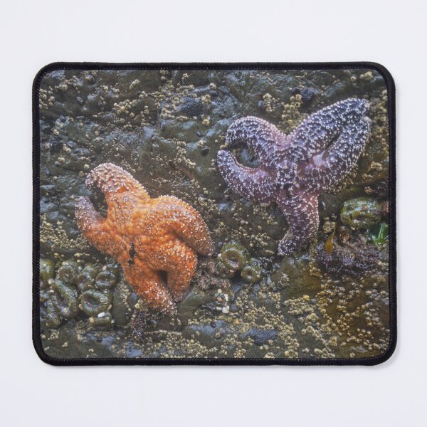Item preview, Dancing Ochre Sea Stars designed and sold by outdoorstudio.