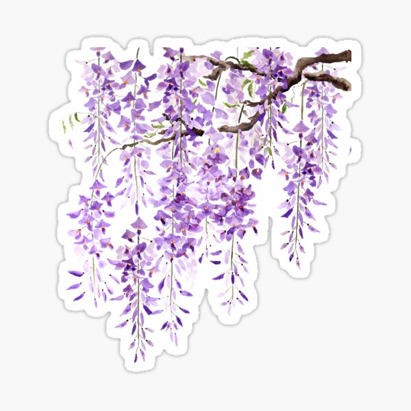 Item preview, hand painted purple wisteria in bloom 2024 2 designed and sold by ColorandColor.