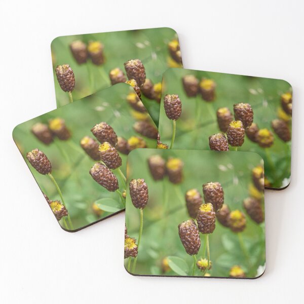 Item preview, The strange clover. Brown moor clover designed and sold by Jouko Lehto Photography.