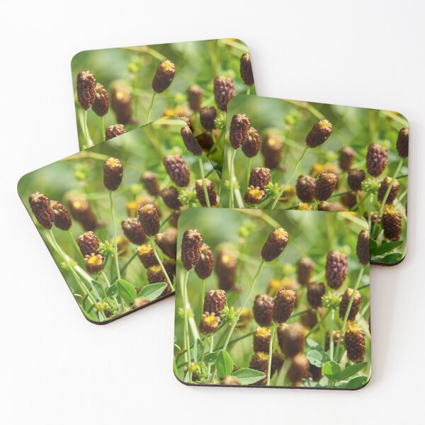 Item preview, Hidden tiny  green one. Brown moor clover designed and sold by Jouko Lehto Photography.