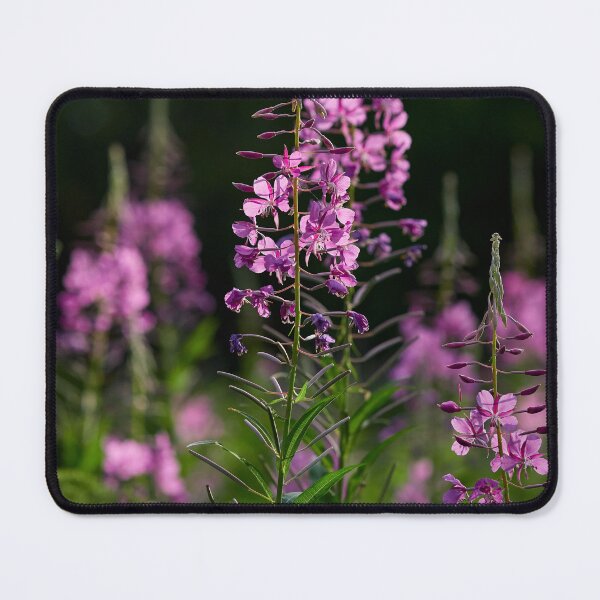 Item preview, The beautiful Fireweed designed and sold by Jouko Lehto Photography.