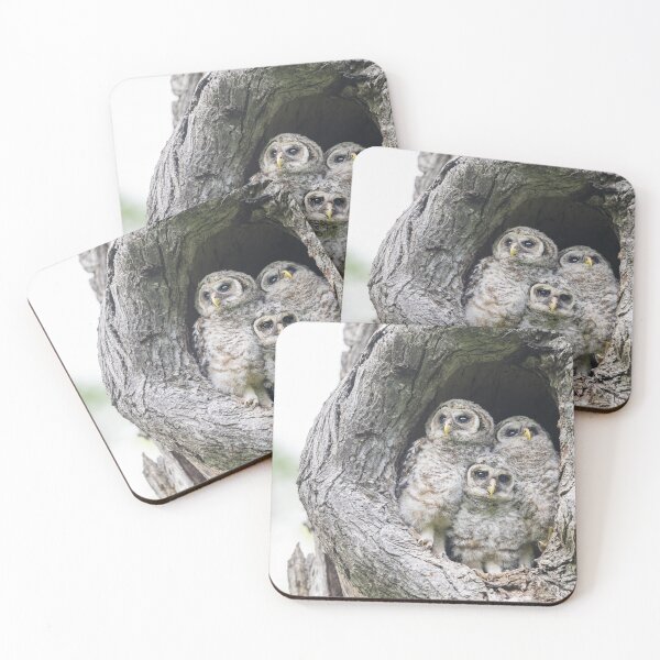 Item preview, Curious Baby Barred owls designed and sold by Puttaswamy Ravishankar.