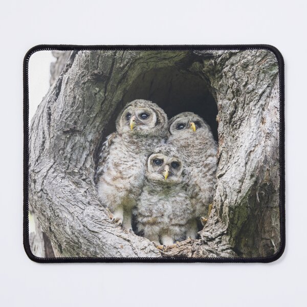 Item preview, Curious Baby Barred owls designed and sold by Puttaswamy Ravishankar.