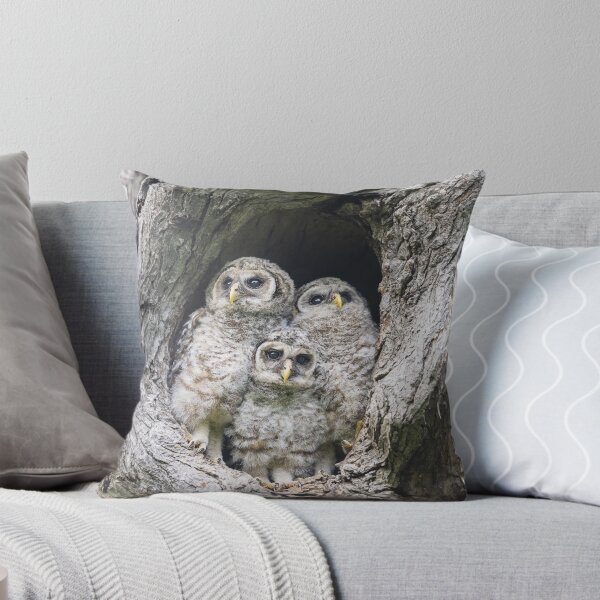 Item preview, Curious Baby Barred owls designed and sold by Puttaswamy Ravishankar.