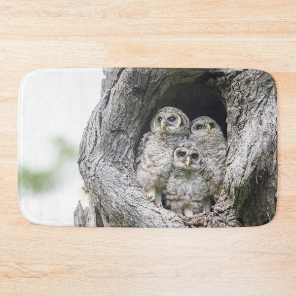 Item preview, Curious Baby Barred owls designed and sold by Puttaswamy Ravishankar.