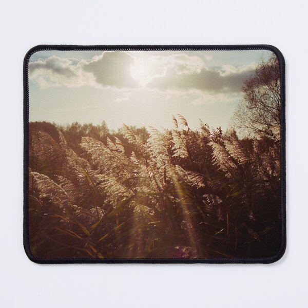 Item preview, Reed in warm sunlight designed and sold by FotoMahieu.