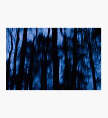 See into the trees Photographic Print