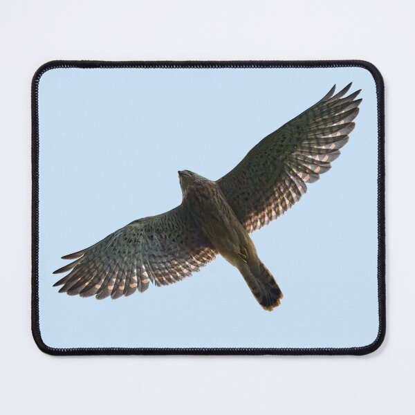 Item preview, On the fly. Common kestrel designed and sold by Jouko Lehto Photography.