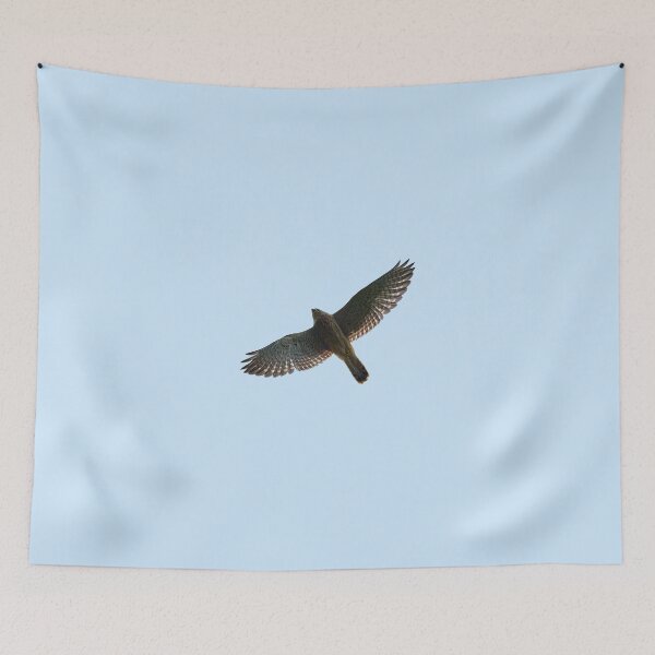 Item preview, On the fly. Common kestrel designed and sold by Jouko Lehto Photography.