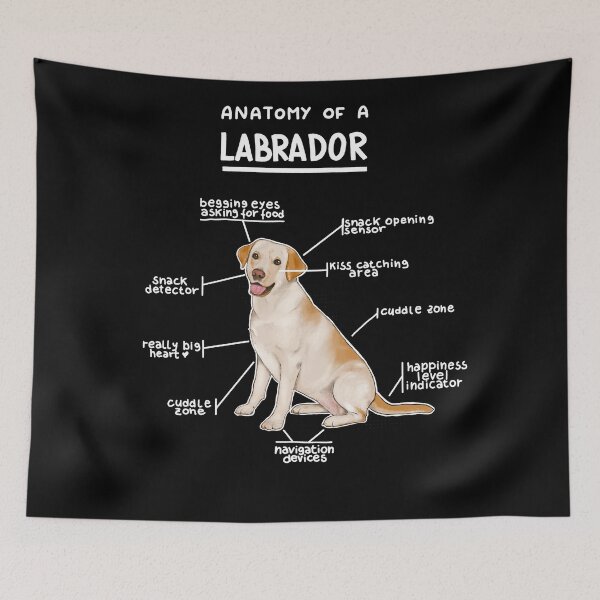 Item preview, Anatomy of a Labrador designed and sold by alies-art.