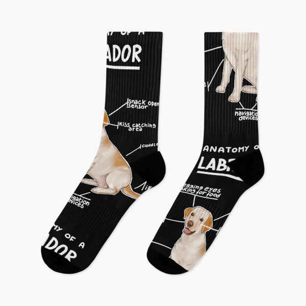 Item preview, Anatomy of a Labrador designed and sold by alies-art.