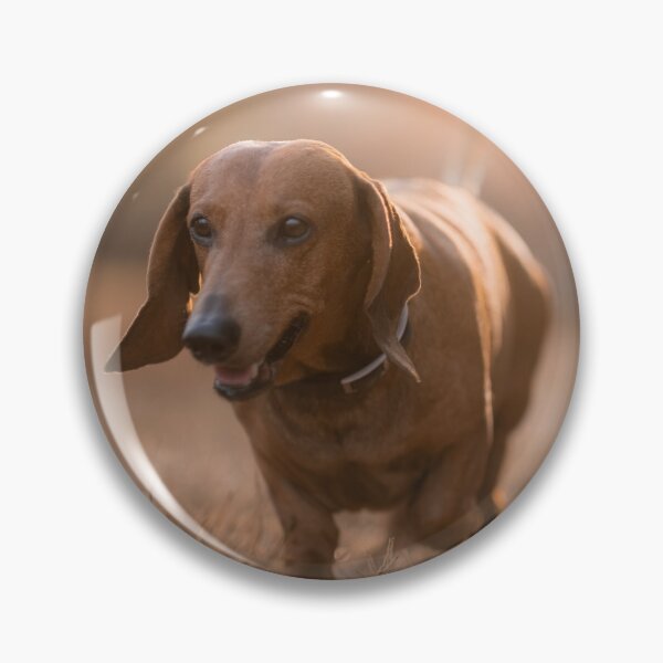 Item preview, Dachshund dog at sunset designed and sold by claudiacontena.