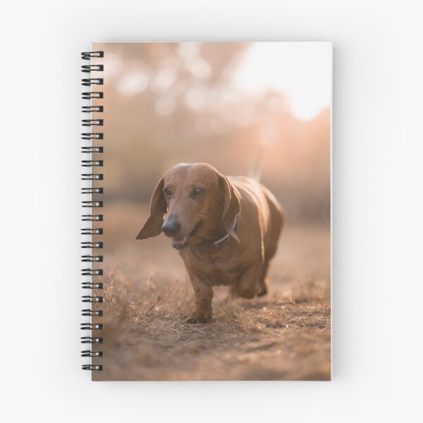 Item preview, Dachshund dog at sunset designed and sold by claudiacontena.