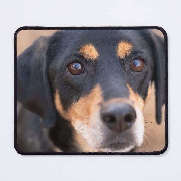 Item preview, Black and brown dog cute puppy designed and sold by claudiacontena.