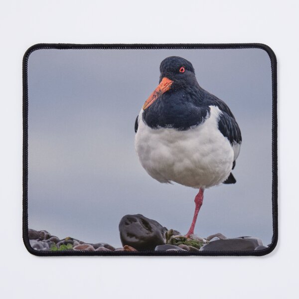 Item preview, Oystercatcher designed and sold by Tom McPherson Photography.