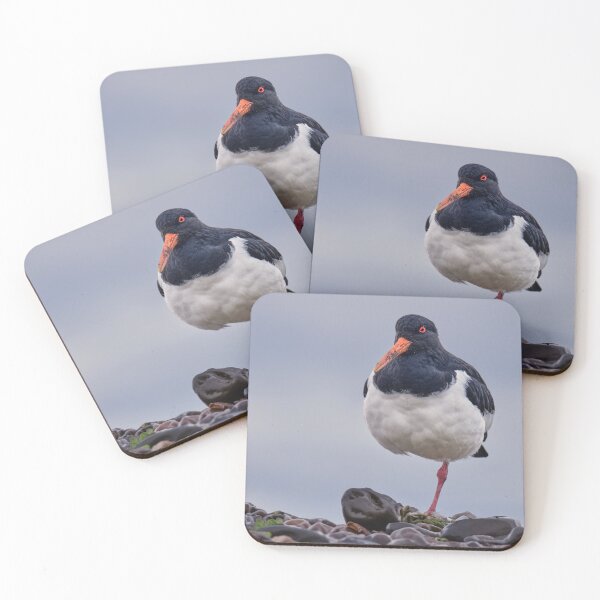 Item preview, Oystercatcher designed and sold by Tom McPherson Photography.