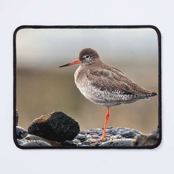 Item preview, The purple sandpiper designed and sold by Tom McPherson Photography.