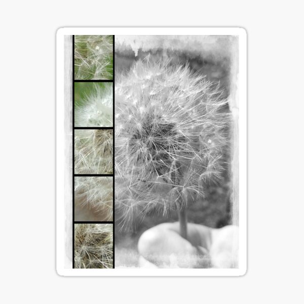 Dandelion Seedhead Sticker